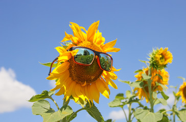 sunflower with glasses, funny