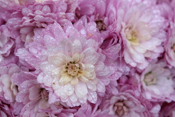 Fototapeta premium Pink Chrysanthemum Flower