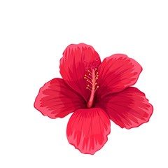Hibiscus, tropical flower