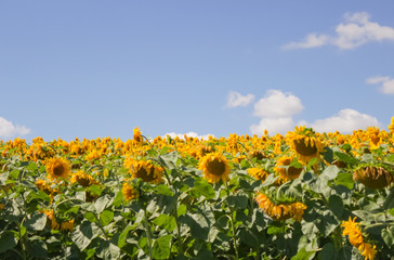 sunflower field