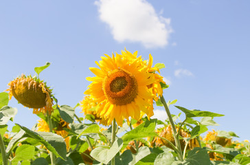 sunflower field