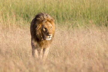 Walking lion in the Maasai Mara - Kenya.