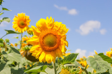 sunflower field