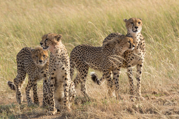 A Cheetah with 3 cubs in the Maasai Mara