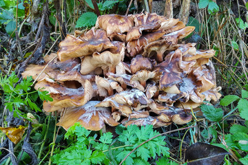 Dying mushrooms on tree stump
