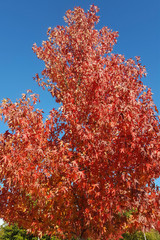 American sweetgum (Liquidambar styraciflua) with red leaves on blue sky