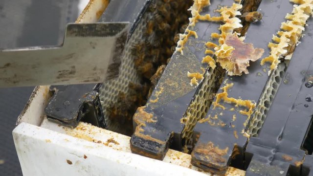 Beekeeper using hive tools to move frames in nucleus colony box, Close Up