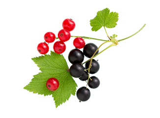 Currant. Black and red currant with leaf. Heap of fresh black, red currant fruit. © romiri
