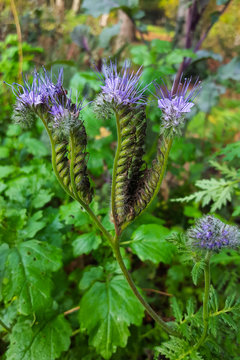 Lacy phacelia (Phacelia tanacetifolia), flowering
