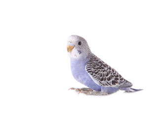 Little budgerigar isolated on a white background