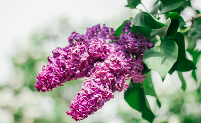 Lilac, Mother's Day, Valentine's Day, International Women's Day