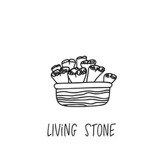 Living Stone succulent plant in decorative pot in doodle style with a handwritten title.