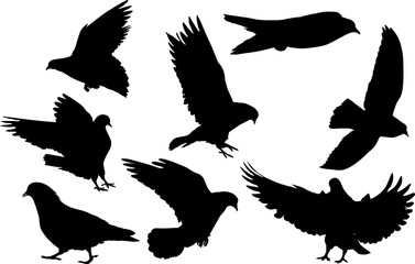 Obraz premium eight pigeon black isolated silhouettes