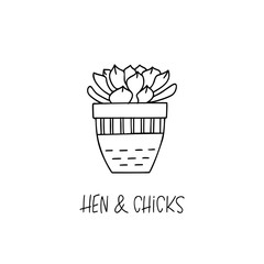 Hen and Chicks succulent plant in decorative pot in doodle style with a handwritten title.