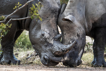 Fototapeta premium Rhino Pair