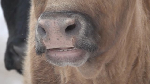 face of bull close-up, slowly opens mouth, stretched lips, appearance teeth, tongue, saliva in mouth. Unexpected effect, as concept of surprise rough speech. Slogan: shut your mouth