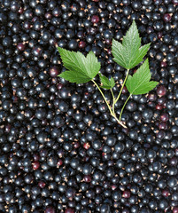 Black currant in textured background with currant leaf.