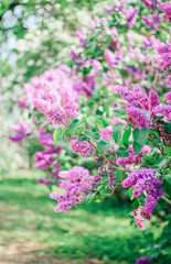 Obraz premium Lilac, Mother's Day, Valentine's Day, International Women's Day