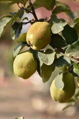 Quince on the tree ,Gutuiul (Cydonia oblonga)