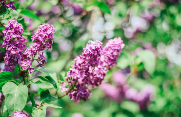 Bunch of beautiful lilac flowers, closeup.Valentine's Day, Mother's Day, International Women's Day