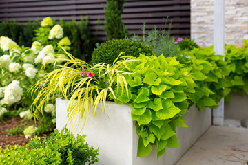 Alley in the park, trees, bushes, lawn