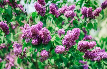 Obraz premium Bunch of beautiful lilac flowers, closeup.Valentine's Day, Mother's Day, International Women's Day