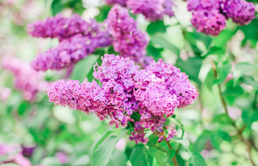 Bunch of beautiful lilac flowers, closeup.Valentine's Day, Mother's Day, International Women's Day