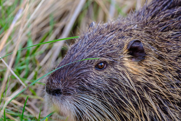 Tête de ragondin gros plan.	