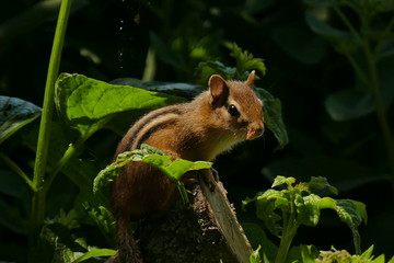 Chipmunk