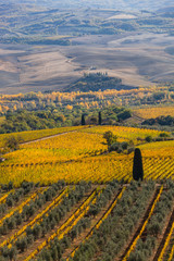 Fototapeta premium Famous Tuscany autumn landscape with yellow vineyards, olive trees, plowed fields and farmhouse, Italy