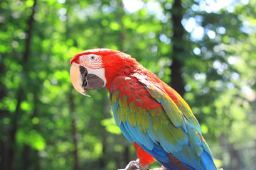 close up. parrot macaw sitting on a branch
