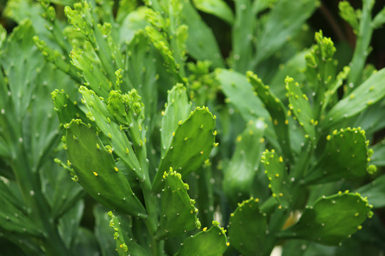 Cactus