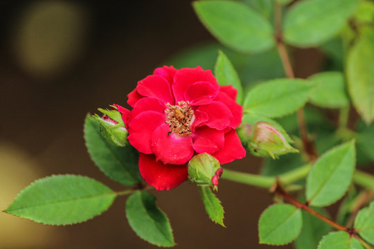 Flor Rosa no Jardim