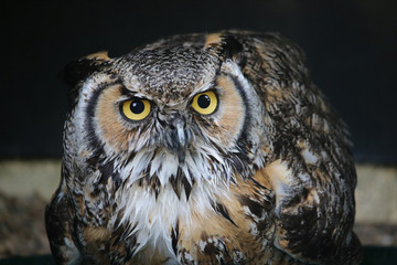 Great horned owl facing forwards