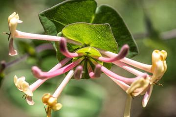 Flor verde