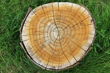 Cross section of cut tree stump