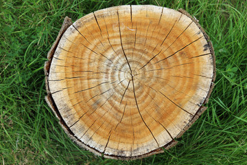 Fototapeta premium Cross section of cut tree stump