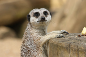 Meerkat in close up climbing on to a log