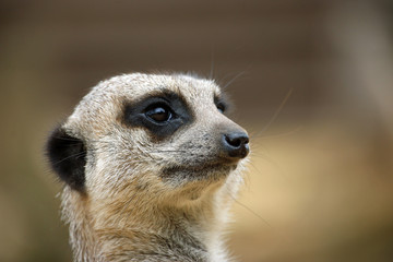 Meerkat in close up