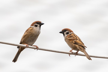 Two little sparrows perching on wire isolated on white background