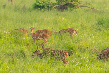 Sika or spotted deers herd in the elephant grass