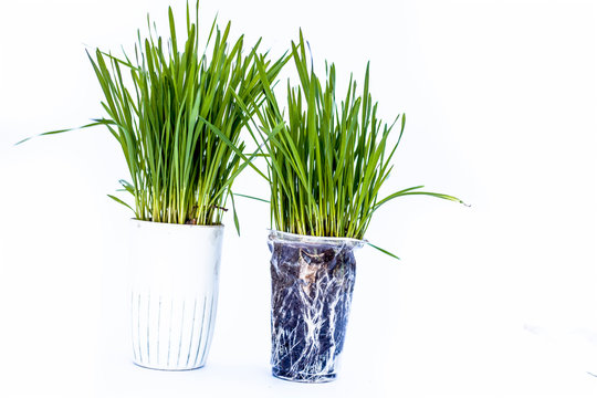 Close up of two small pots containing wheat grass in them isolated on white.