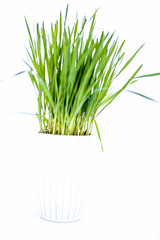 Close up of two small pots containing wheat grass in them isolated on white.