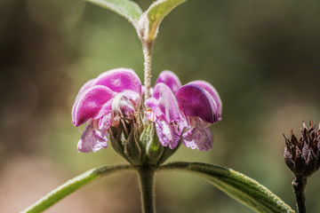 Flor