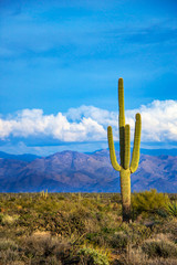 Lone Saguaro cactus with mountains in background