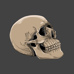 Hand drawn sketch of Skull in color isolated on gray background.