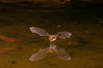 Pallid Bat drinking from pond at night