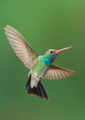 Beautiful Male Broad-billed Hummingbird in Arizona Desert