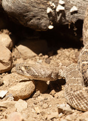 Western Diamondback Rattle snake in Arizona USA