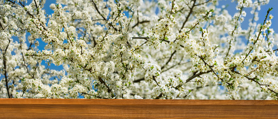 image of a flowering tree in spring park close-up